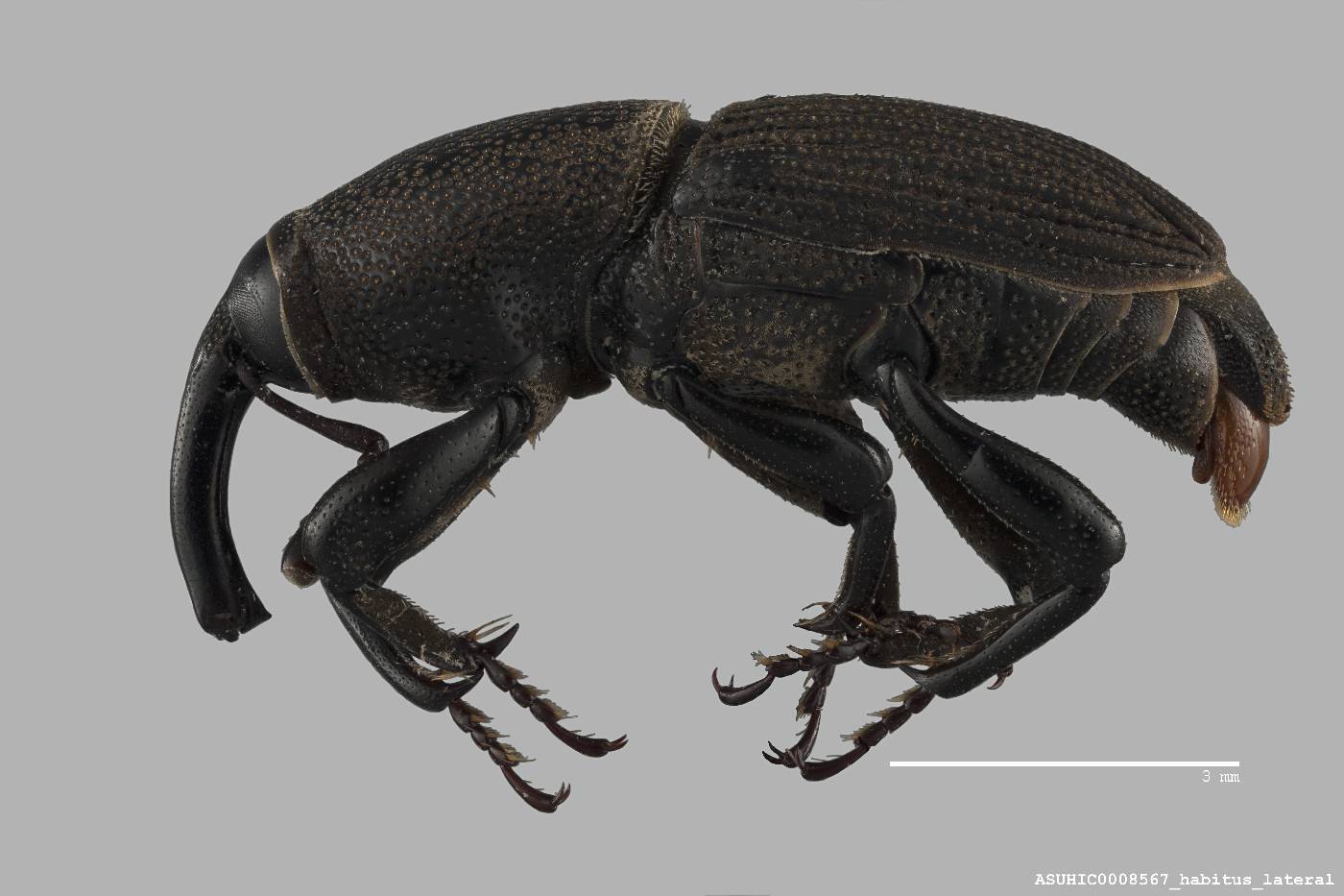 Sphenophorus necydaloides image