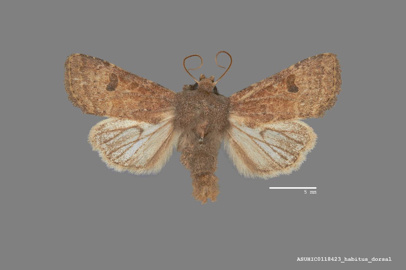 Eurhoptus image