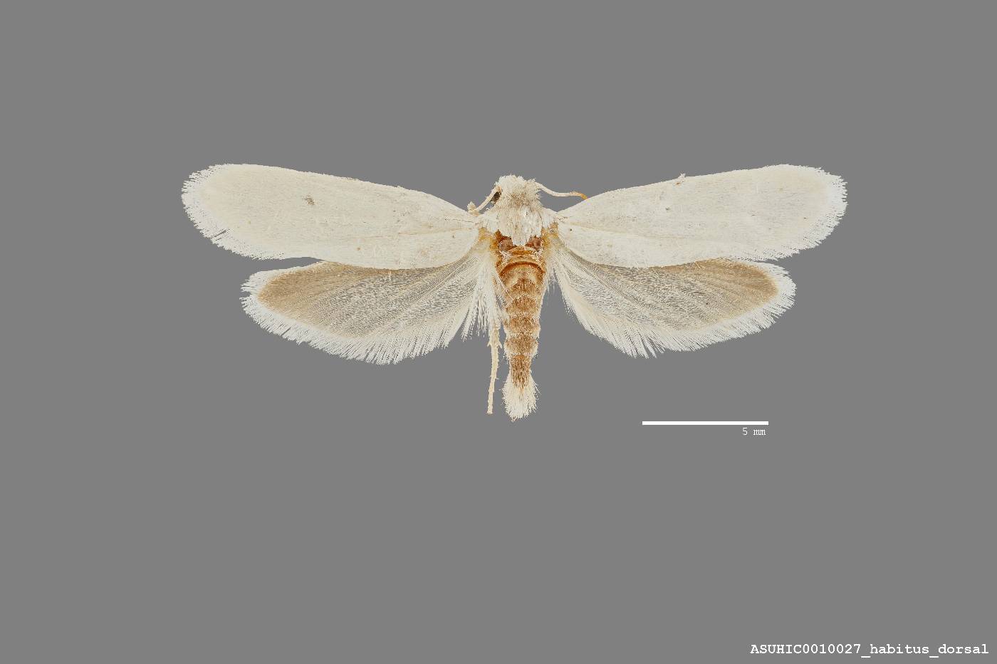 Prodoxidae image