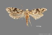 Image of Nemapogon defectella