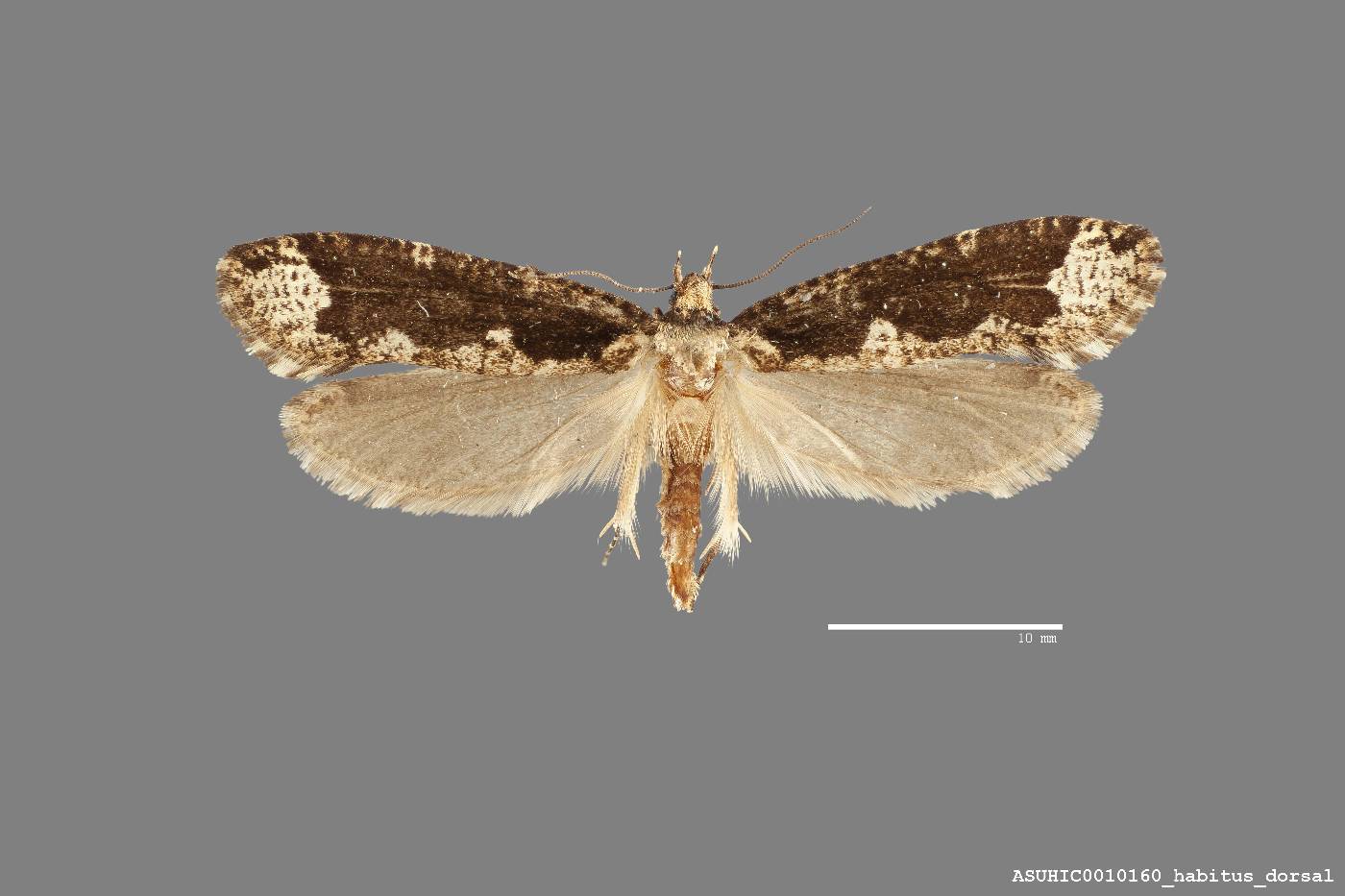 Daviscardia coloradella image