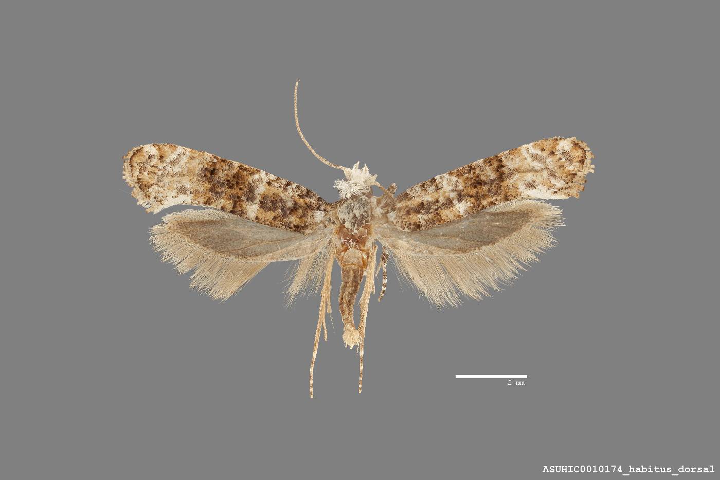 Xylesthia pruniramiella image