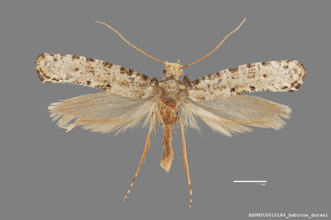 Tineidae image