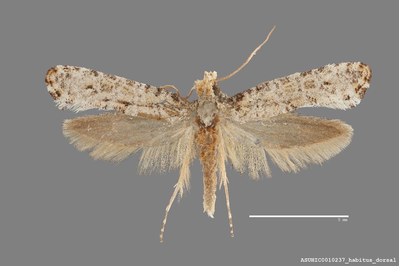 Xylesthia albicans image
