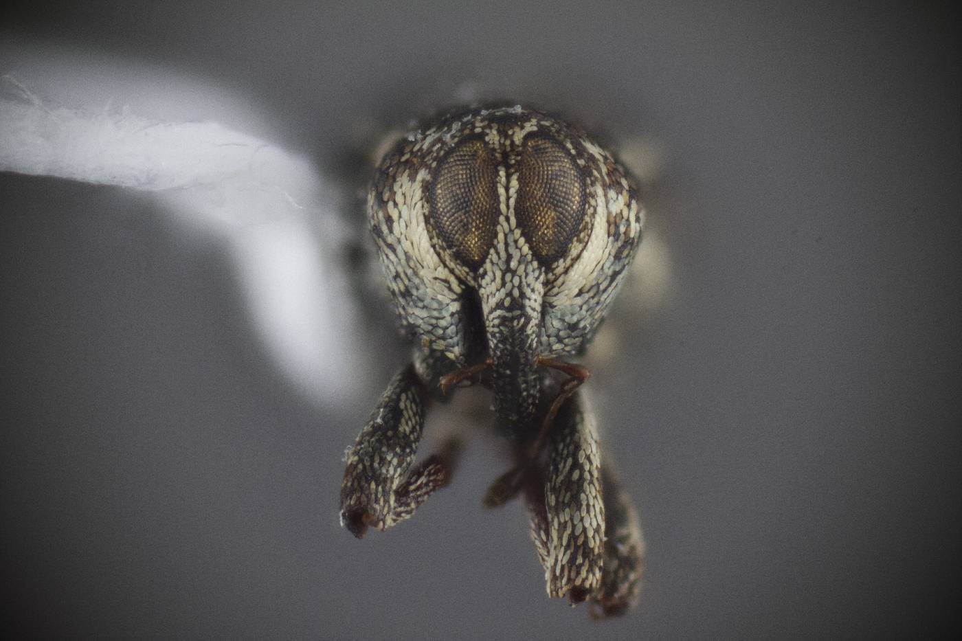 Cylindrocopturus quercus image
