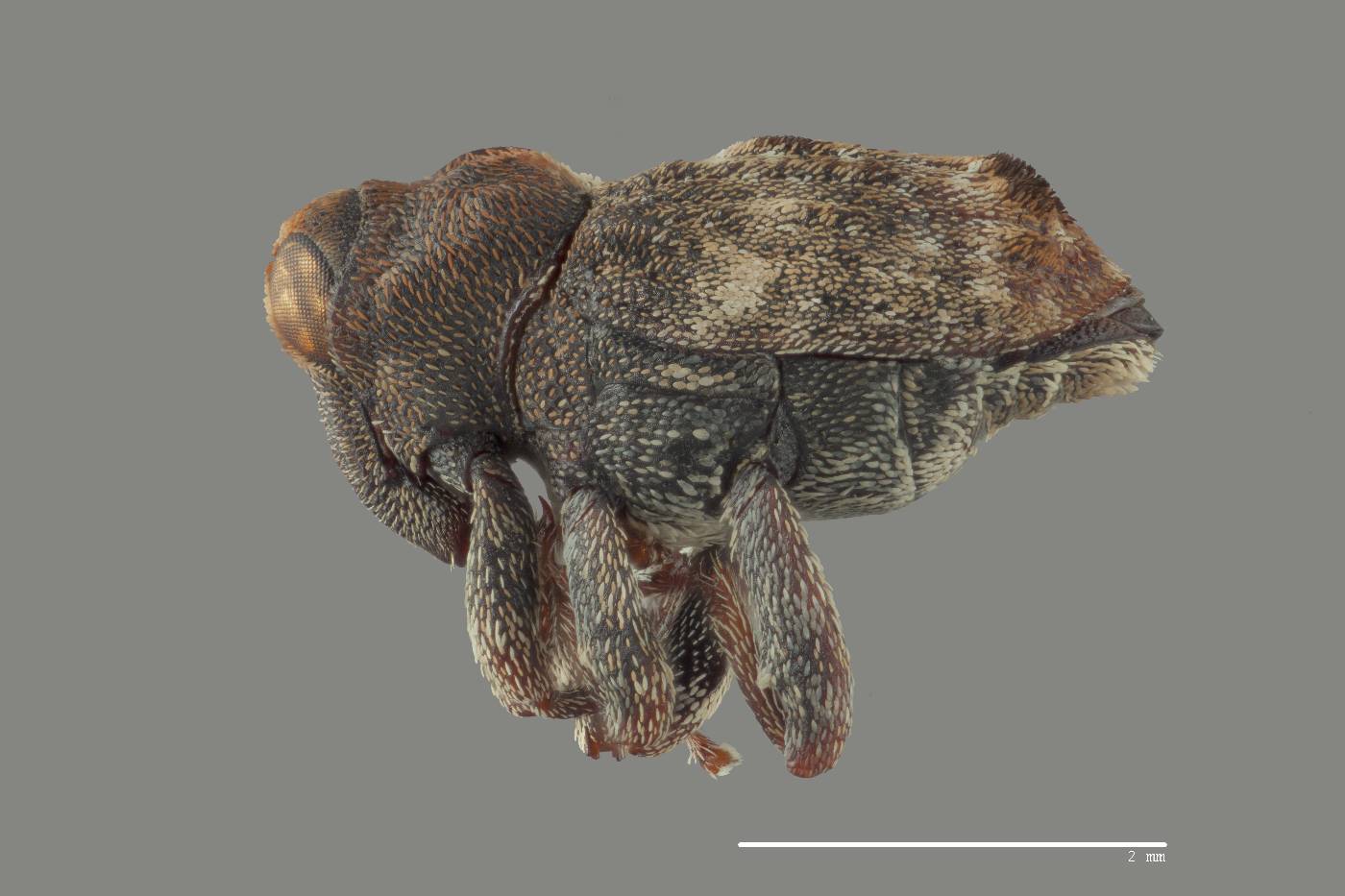 Larides cavifrons image