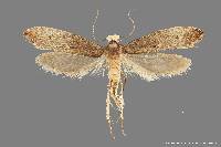 Image of Tinea occidentella