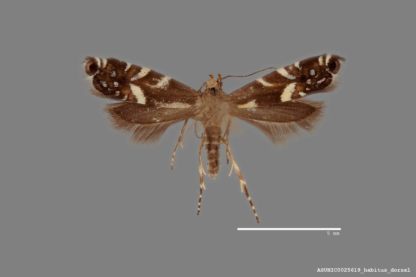 Eumenidae image