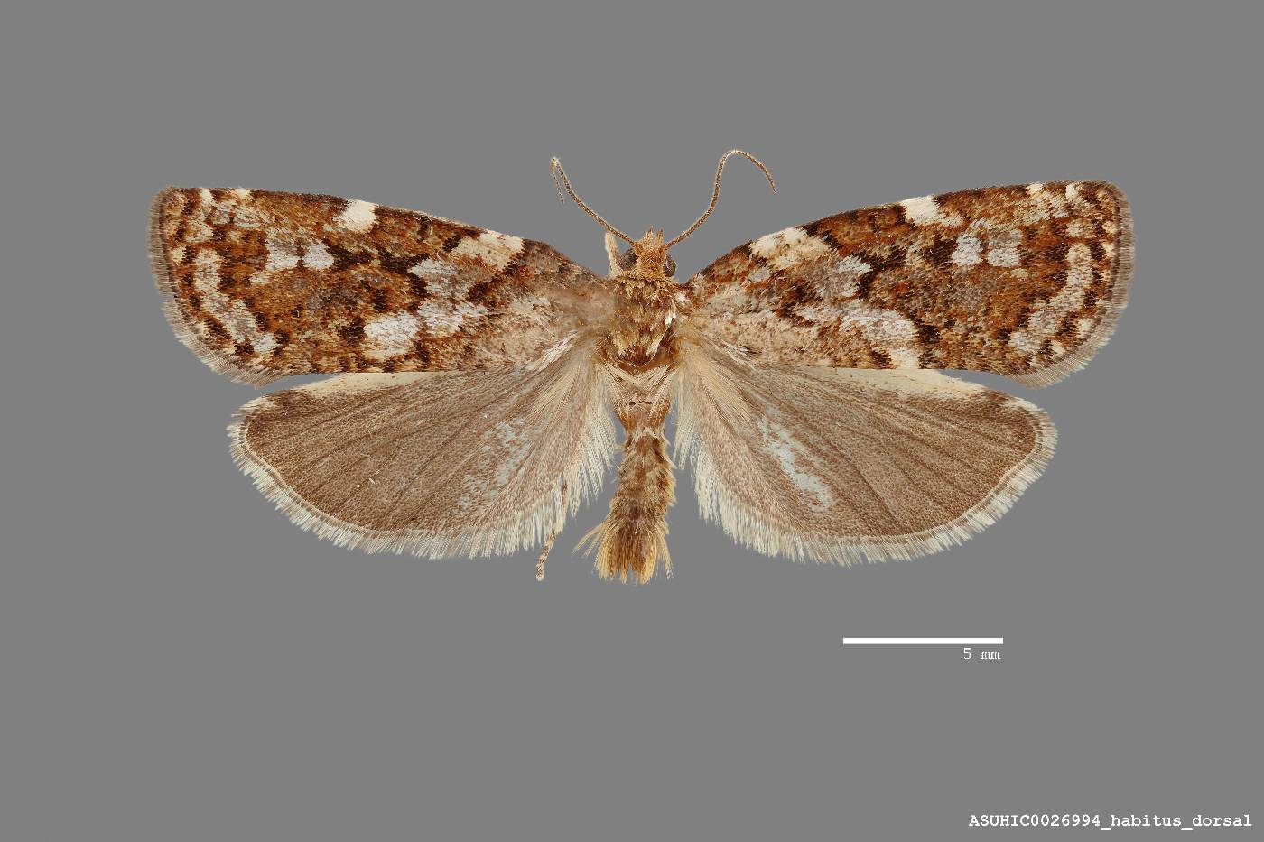 Choristoneura occidentalis image
