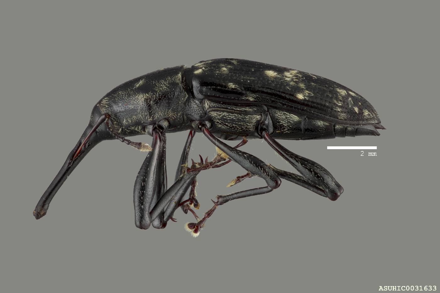 Nesotocus munroi image