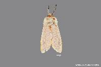 Trosia dimas image