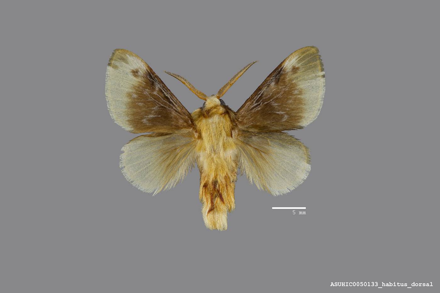 Megalopygidae image