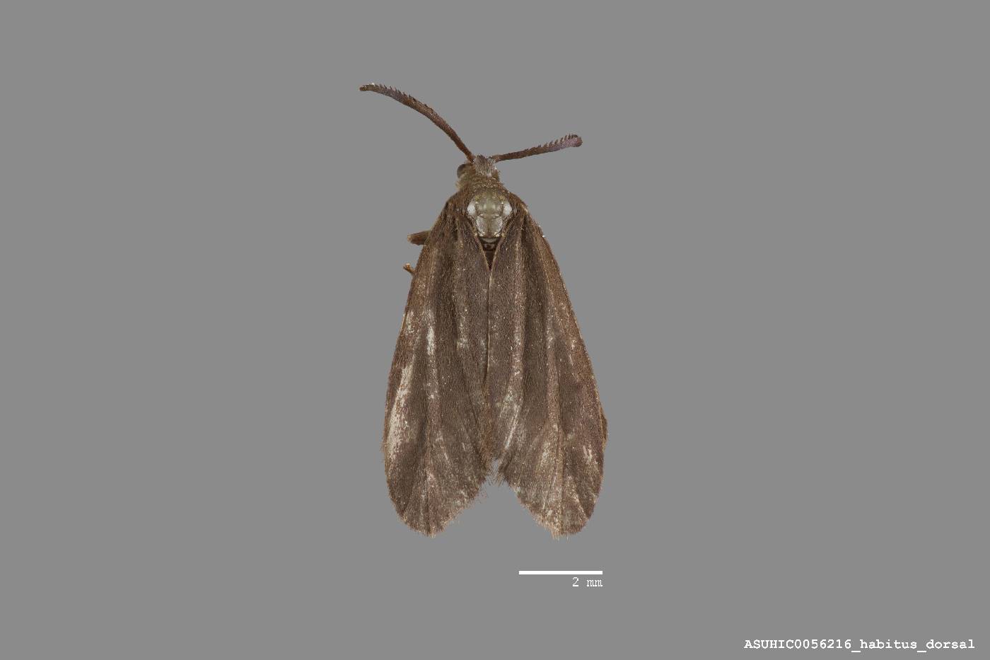 Acoloithus rectarius image