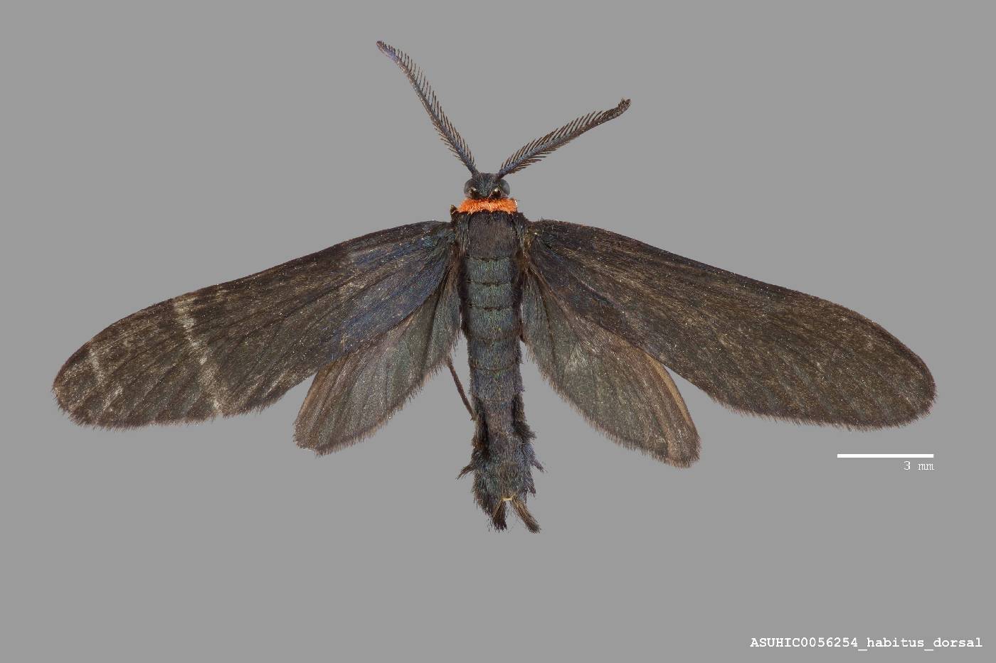 Harrisina metallica image