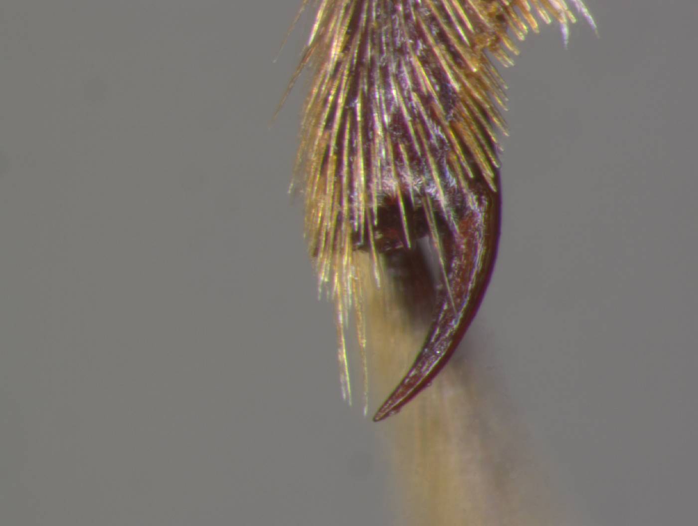 Lissoderes cecropiae image