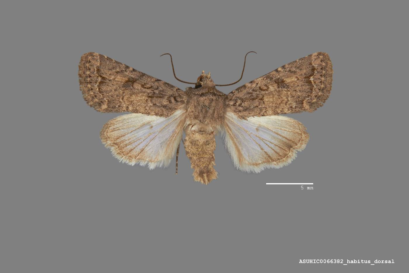 Protorthodes alfkenii image