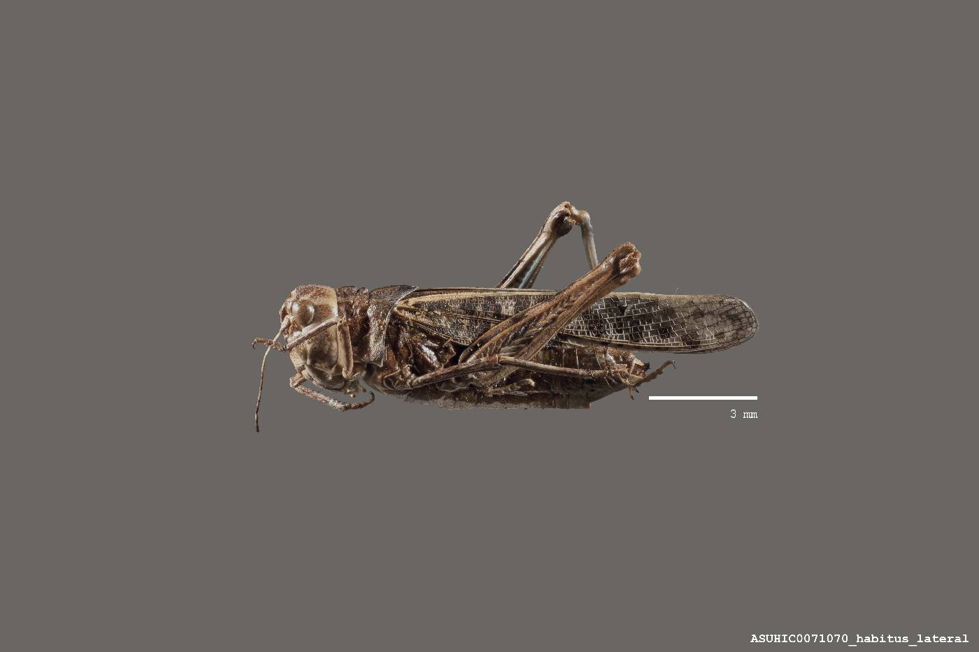 Oedipodinae image