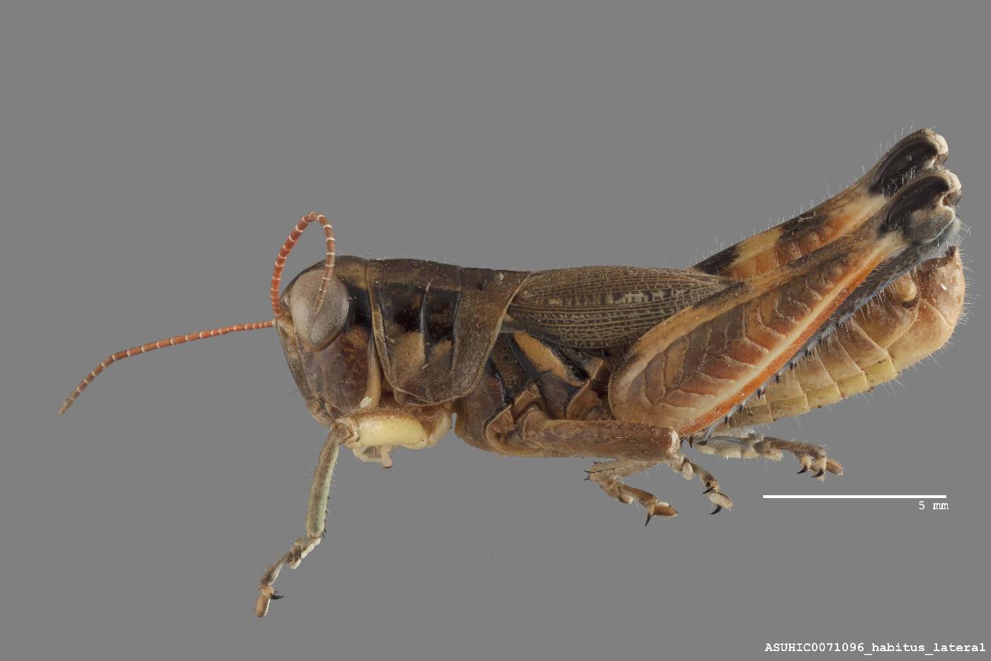 Melanoplus lakinus image