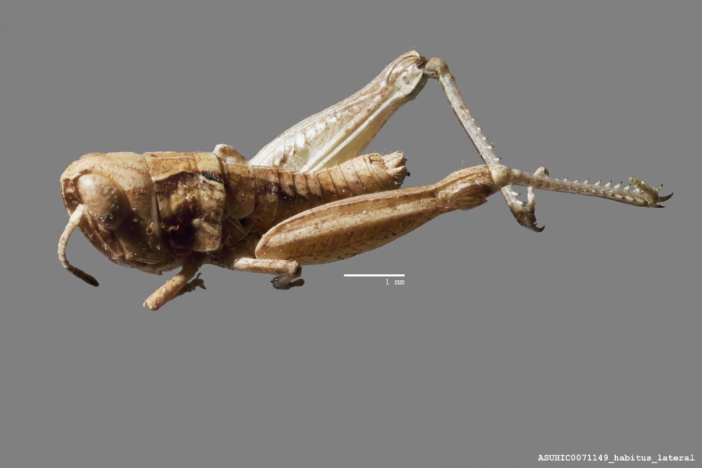 Acrididae image