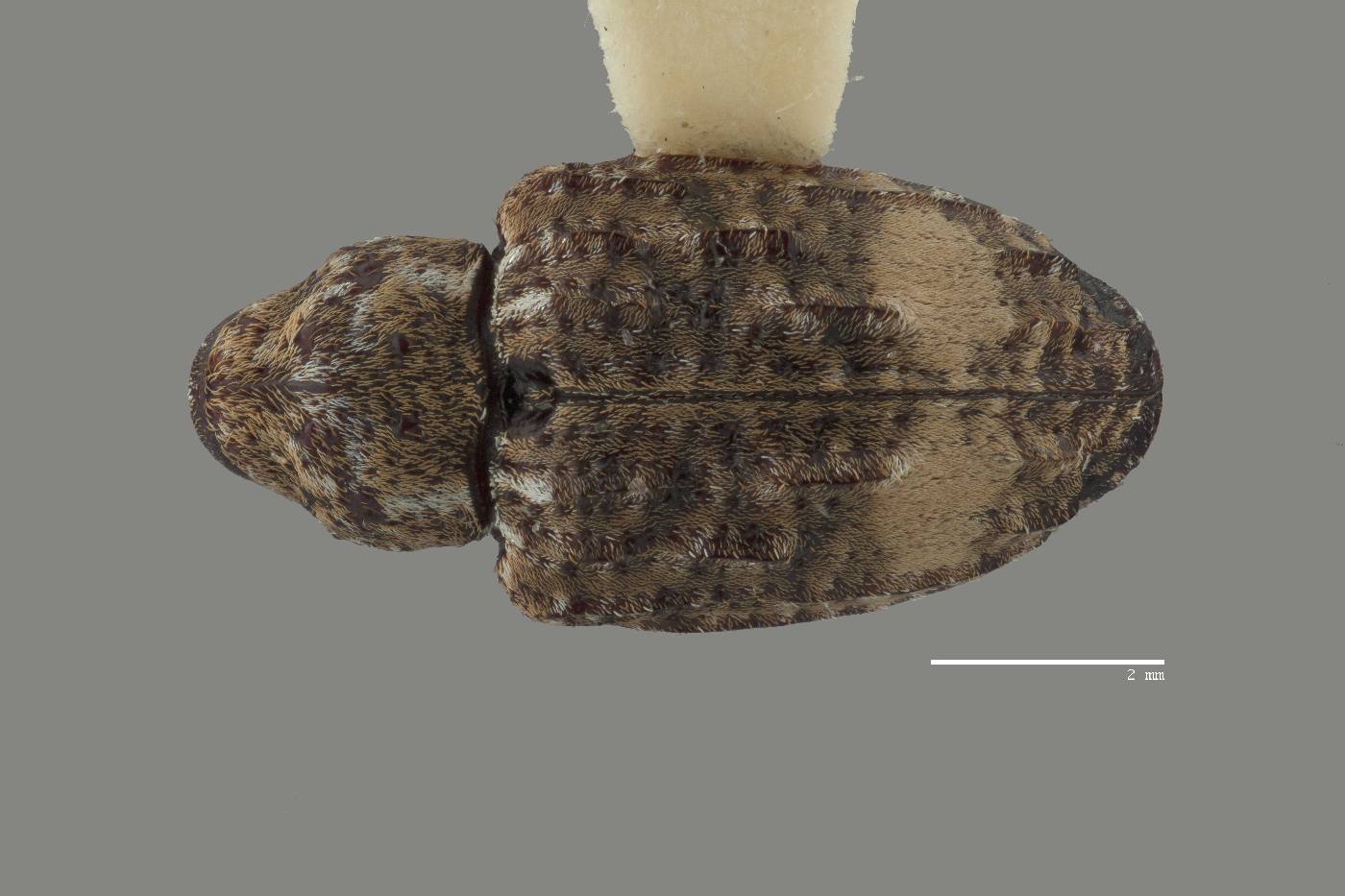 Conotrachelus buchanani image