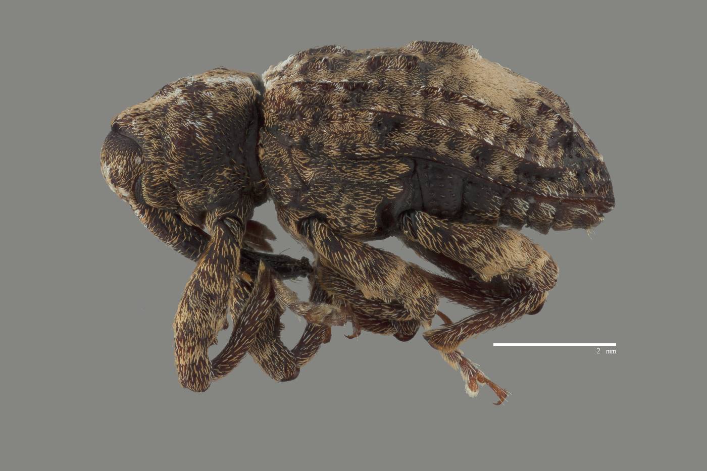 Conotrachelus buchanani image