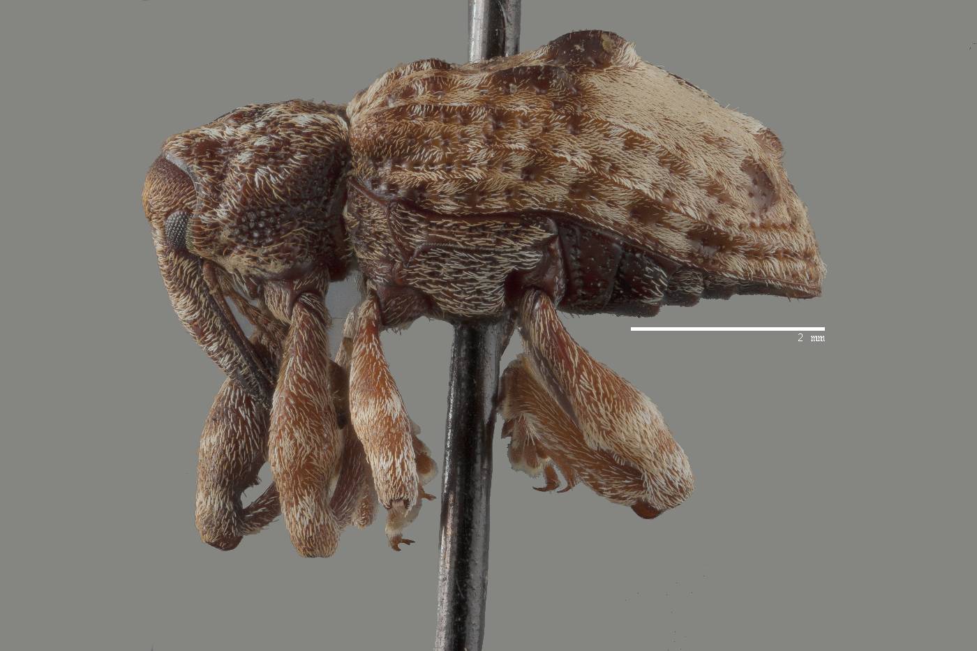 Conotrachelus juglandis image