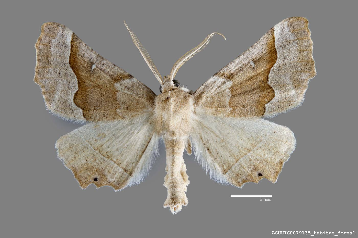 Pero flavisaria image