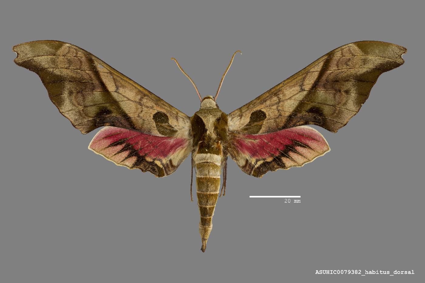 Sphingidae image