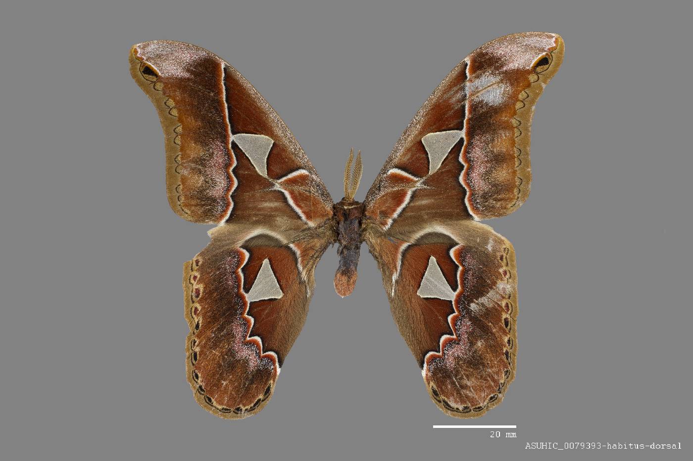 Saturniidae image