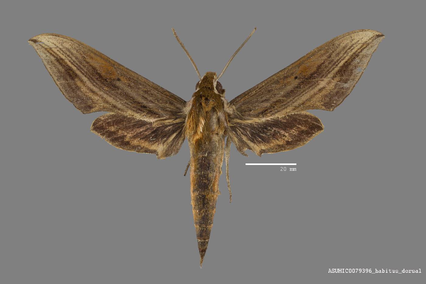 Sphingidae image