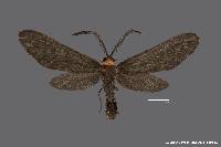 Harrisina americana image