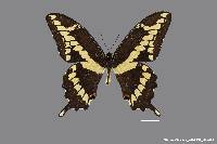 Image of Papilio cresphontes