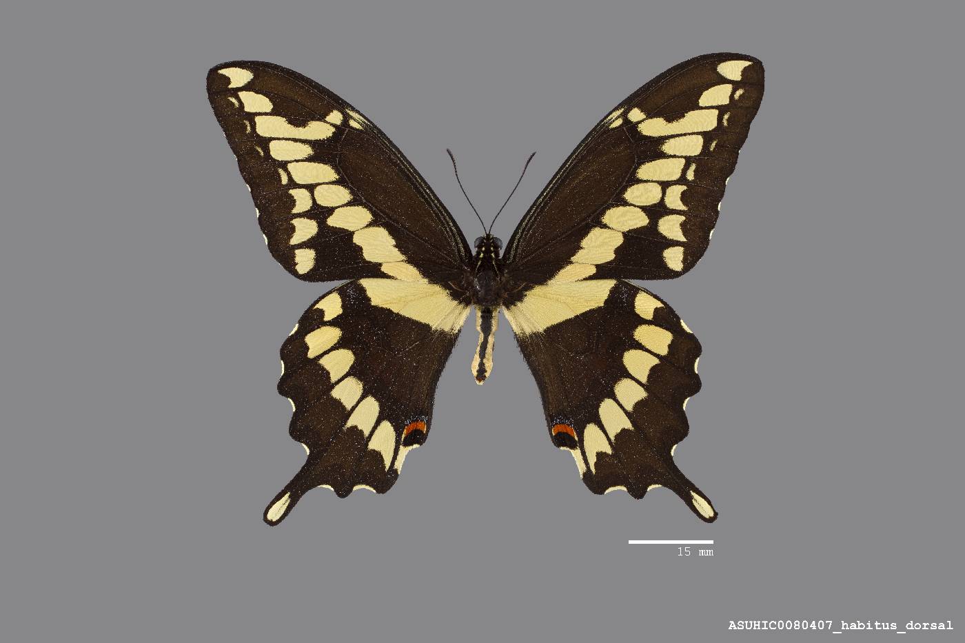 Papilio cresphontes image