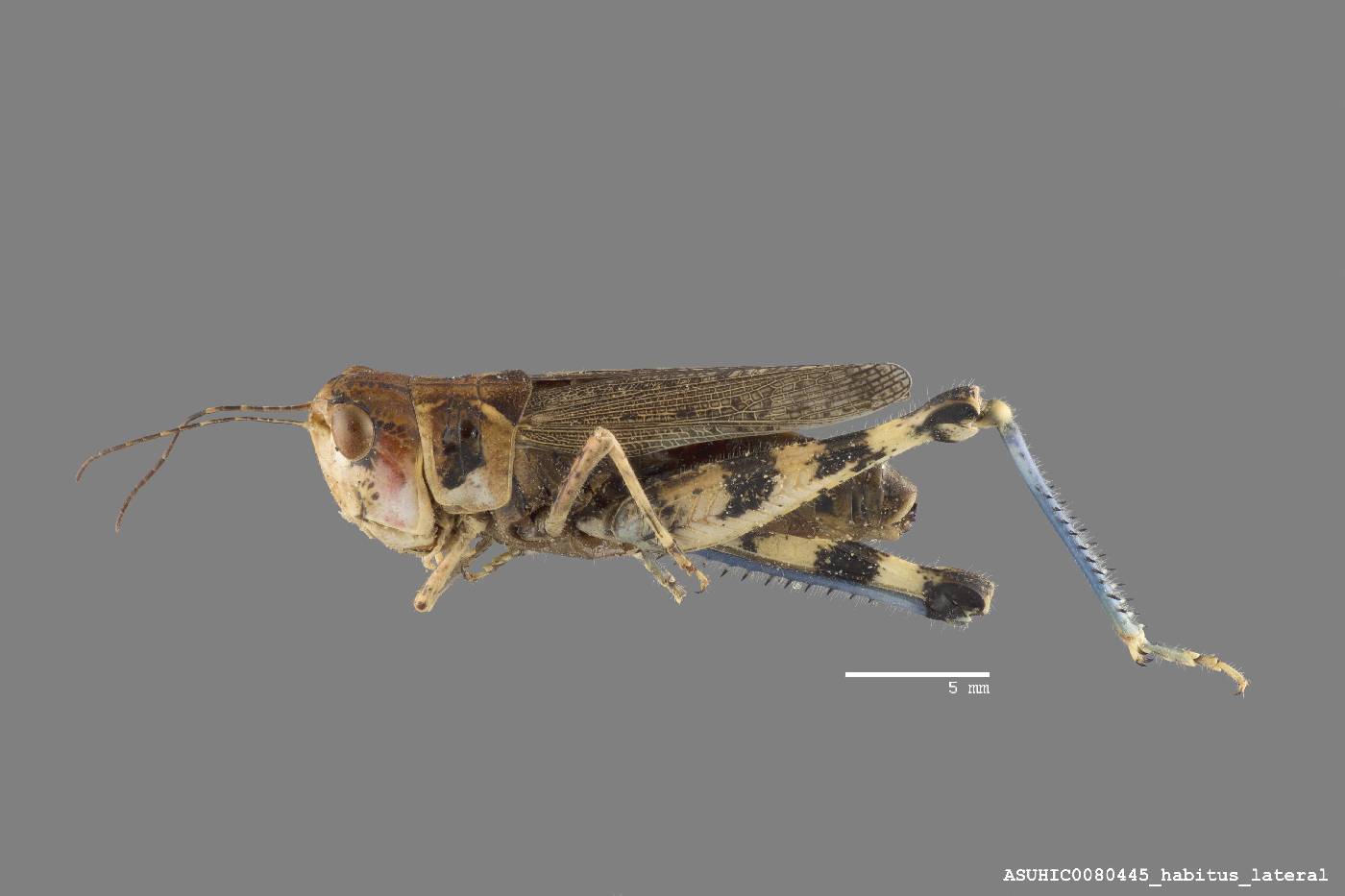 Aulocara femoratum image