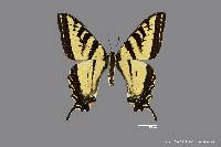 Image of Papilio rutulus