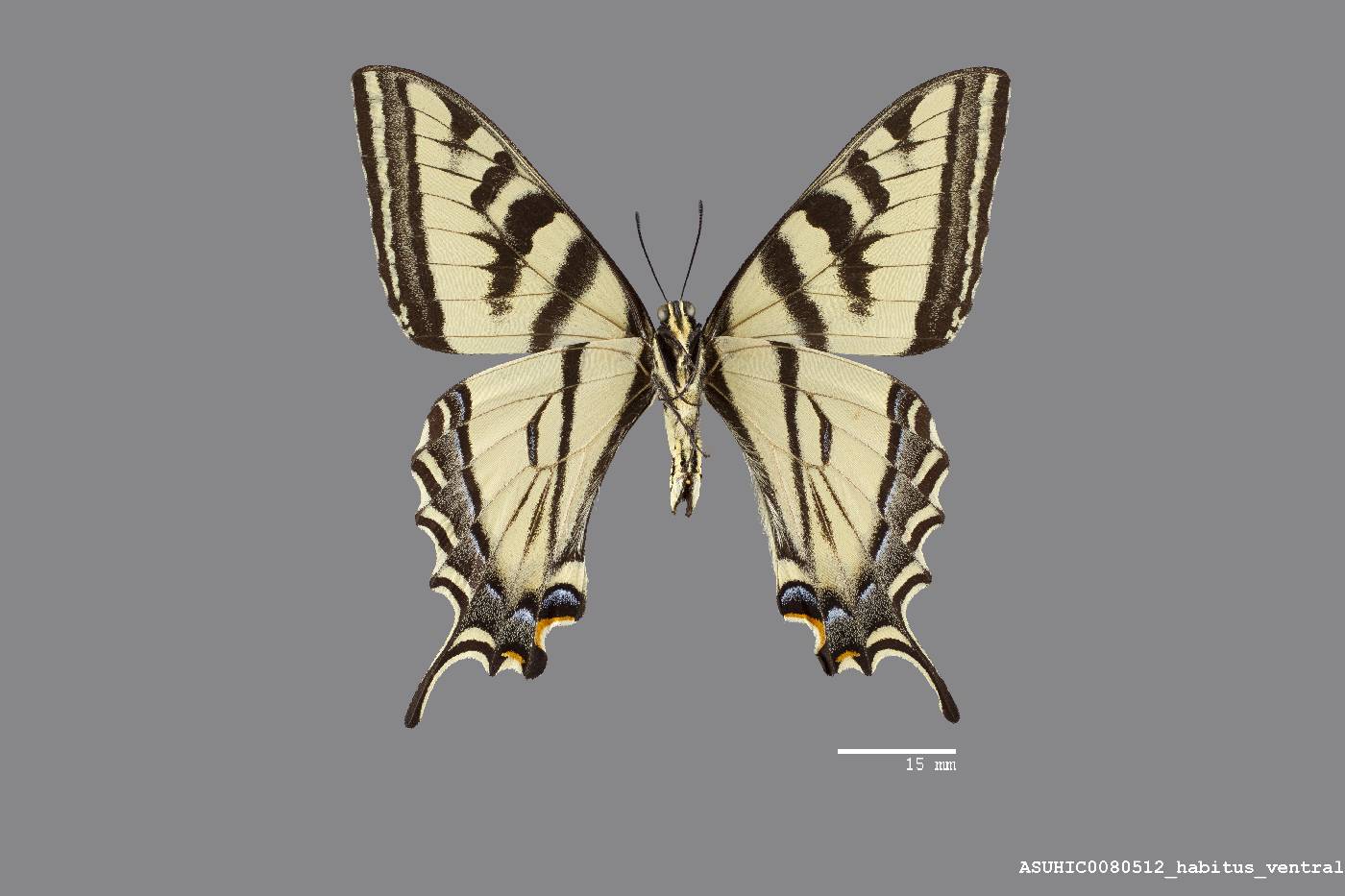 Papilio rutulus image
