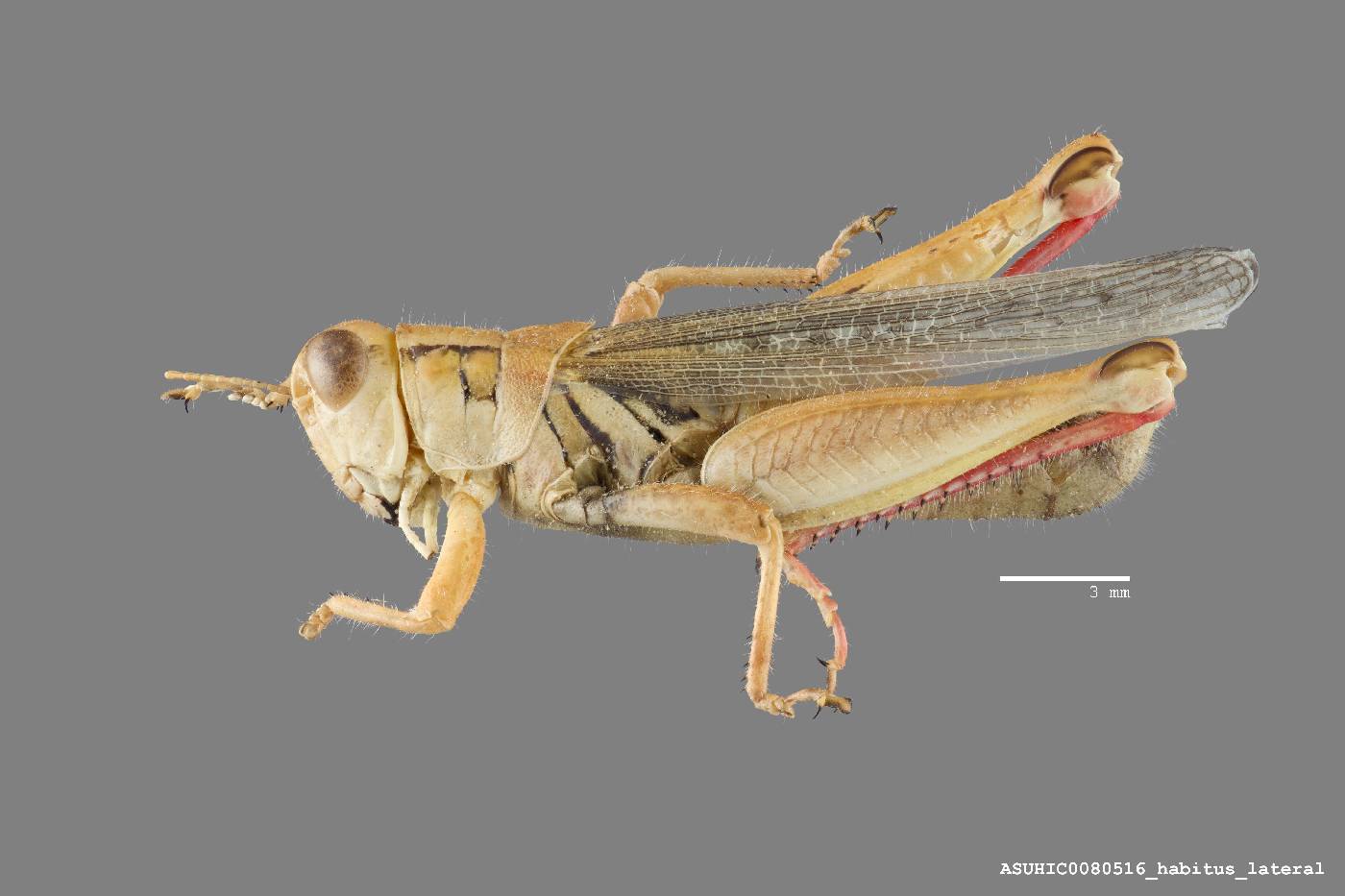 Melanoplus angustipennis image