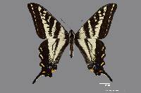 Papilio eurymedon image