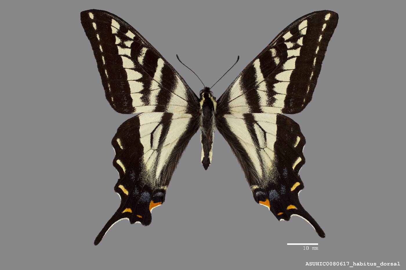 Papilio eurymedon image