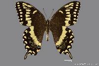 Image of Papilio palamedes