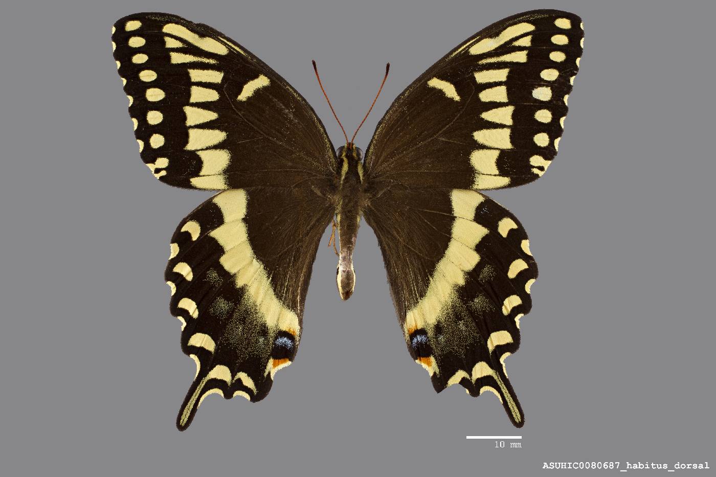 Papilio palamedes image