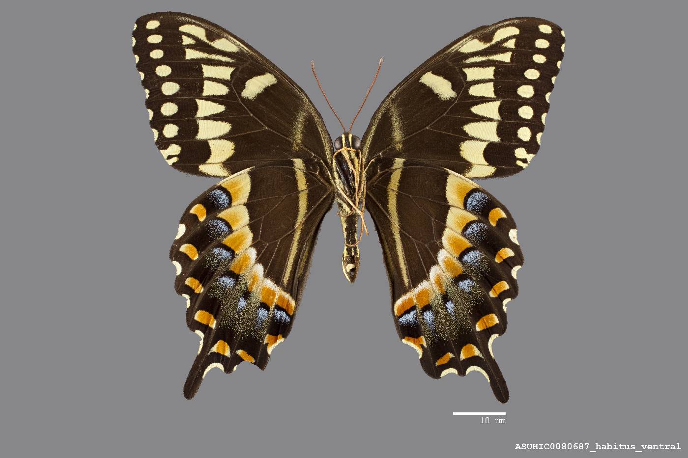 Papilio palamedes image