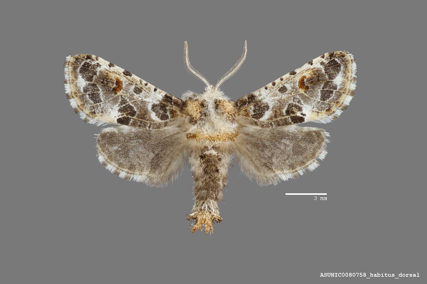 Givira minuta image