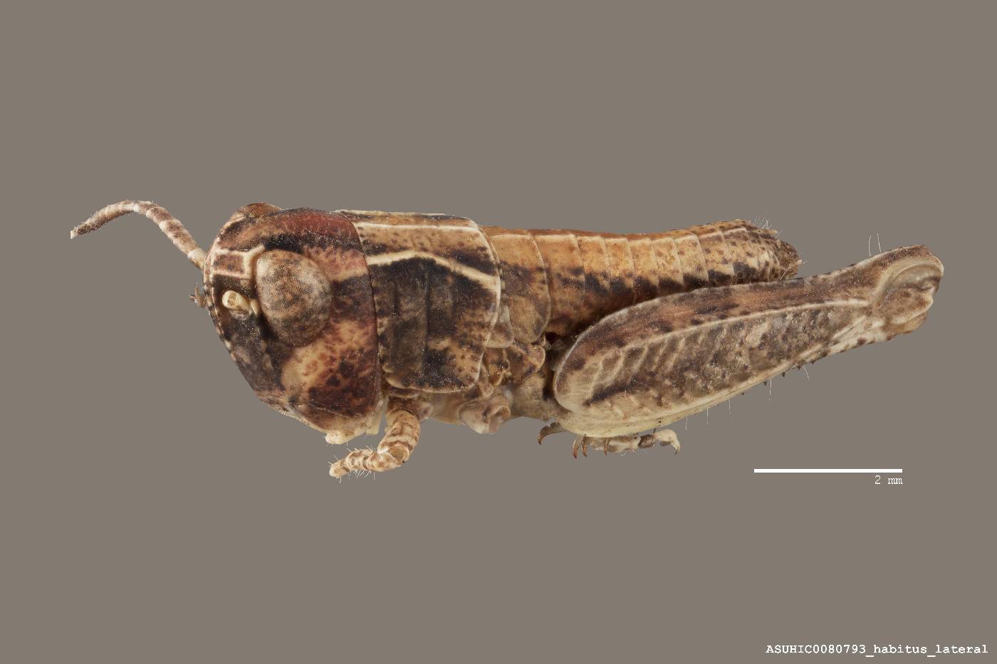 Ageneotettix deorum image