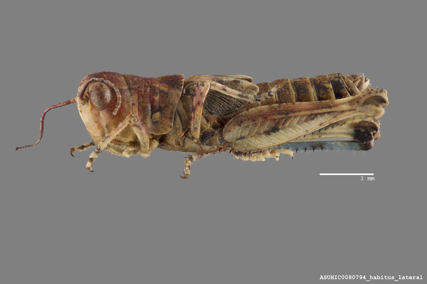Aulocara elliotti image