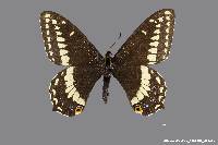 Image of Papilio indra
