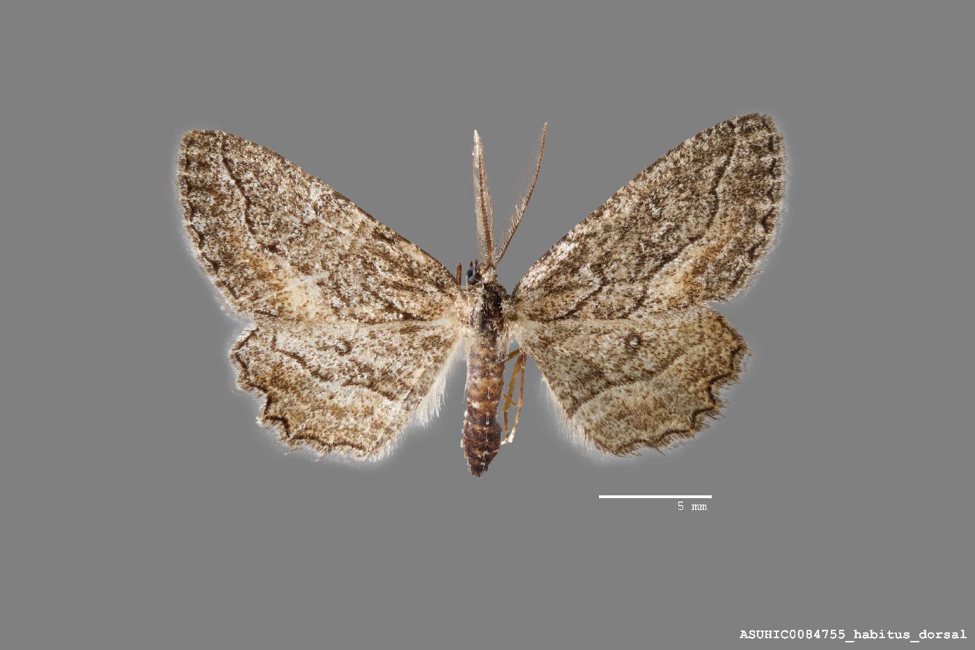 Aethaloida packardaria image