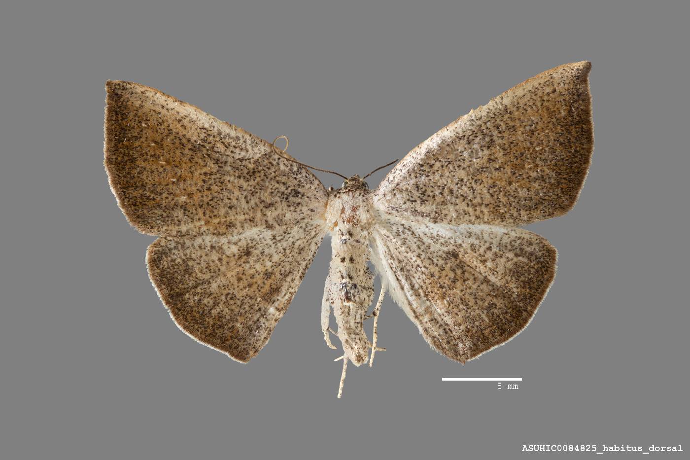 Tacparia zalissaria image