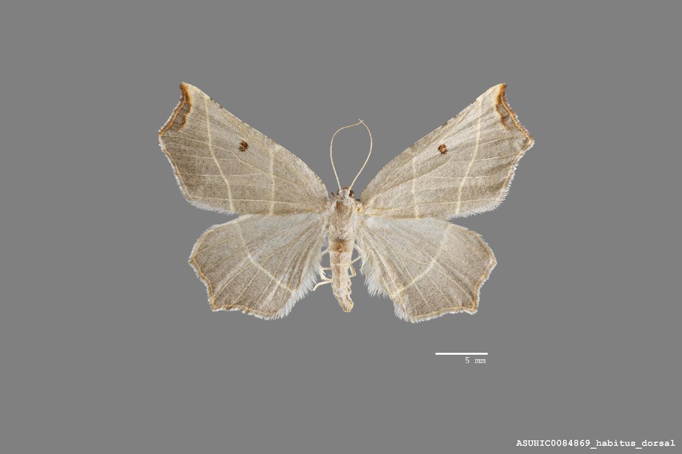 Geometridae image