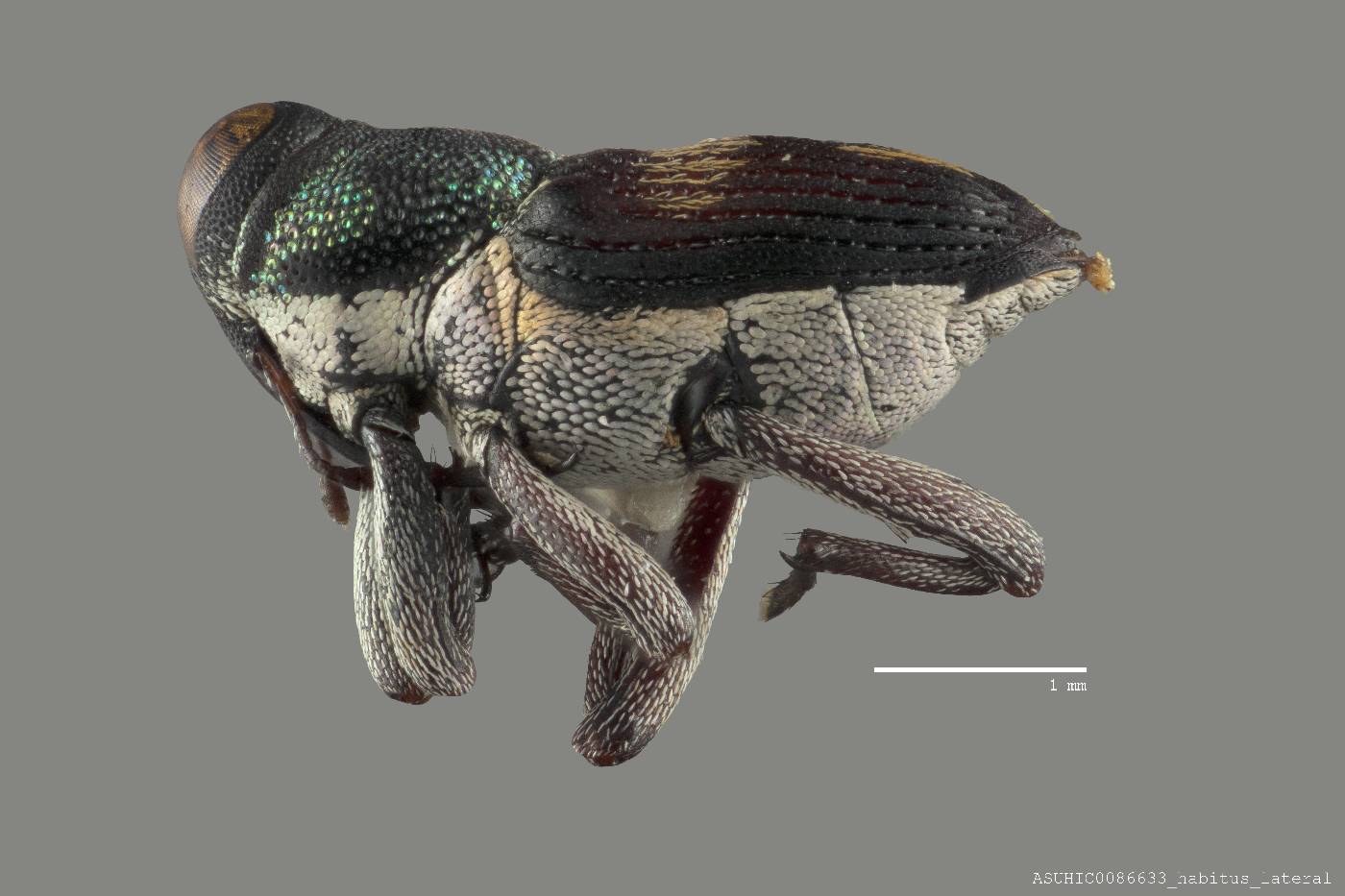 Archocopturus laselvaensis image